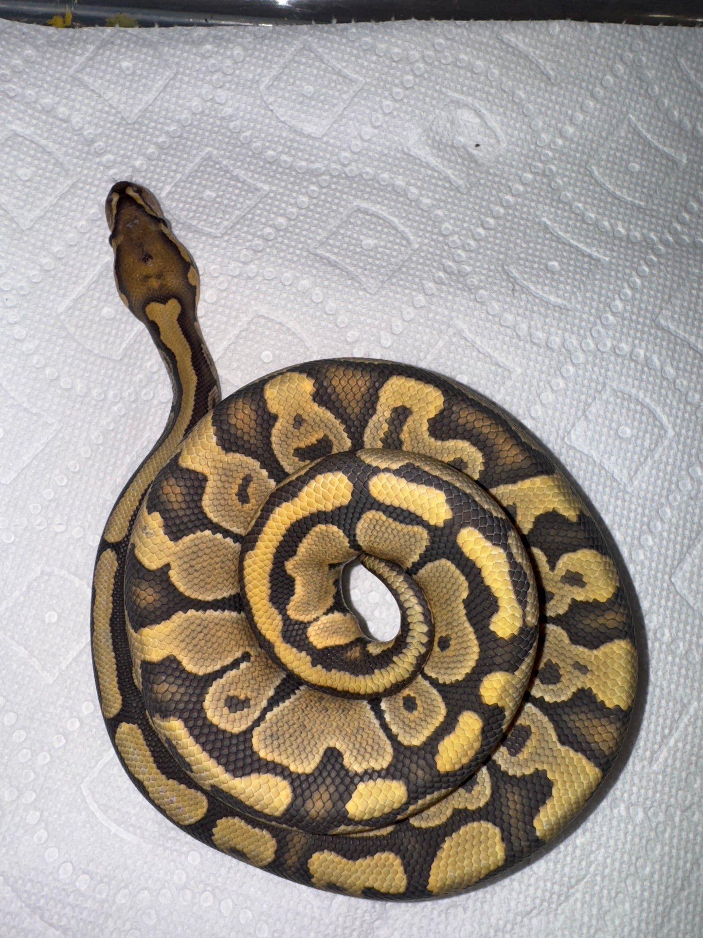 Ghost Hypo Het Pied Male Ball Python