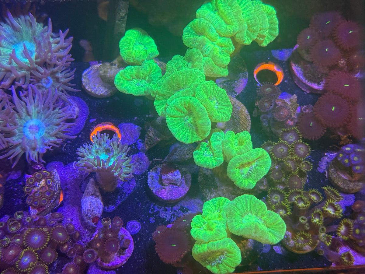 Candy Cane Frags