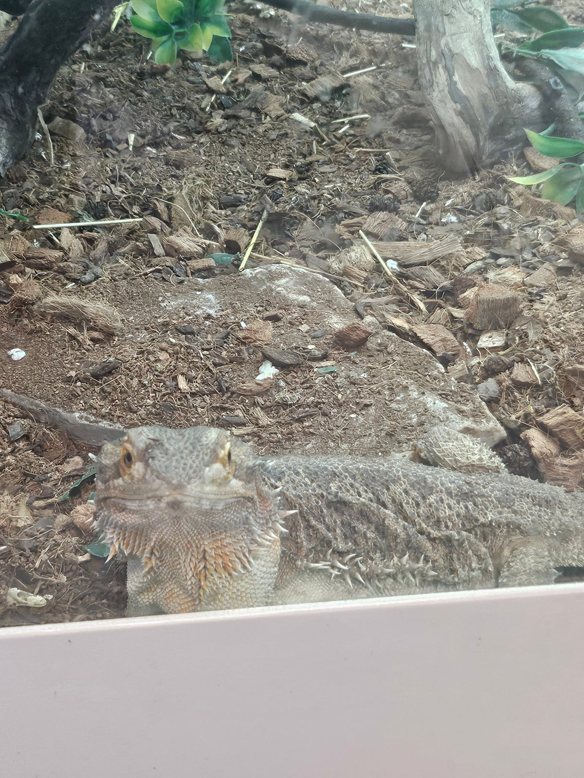 Standard Beardie Proven Female