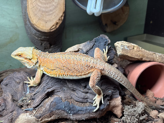 Red Beardie Female