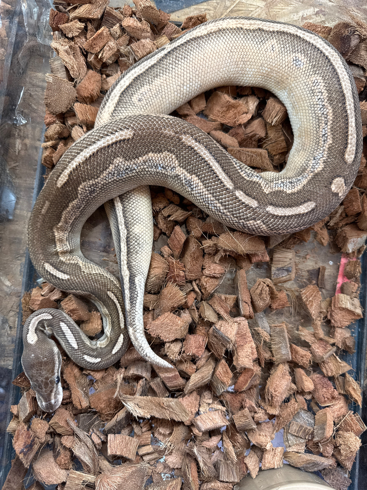 Cinnamon lesser