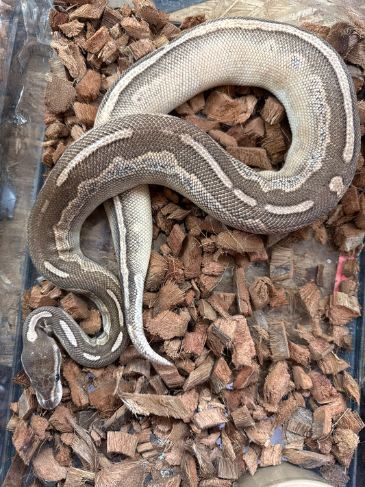 Cinnamon Lesser