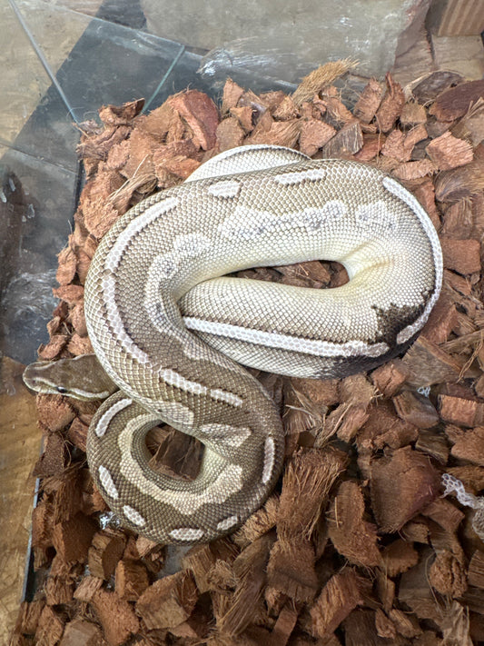 Cinnamon Paradox Lessor
