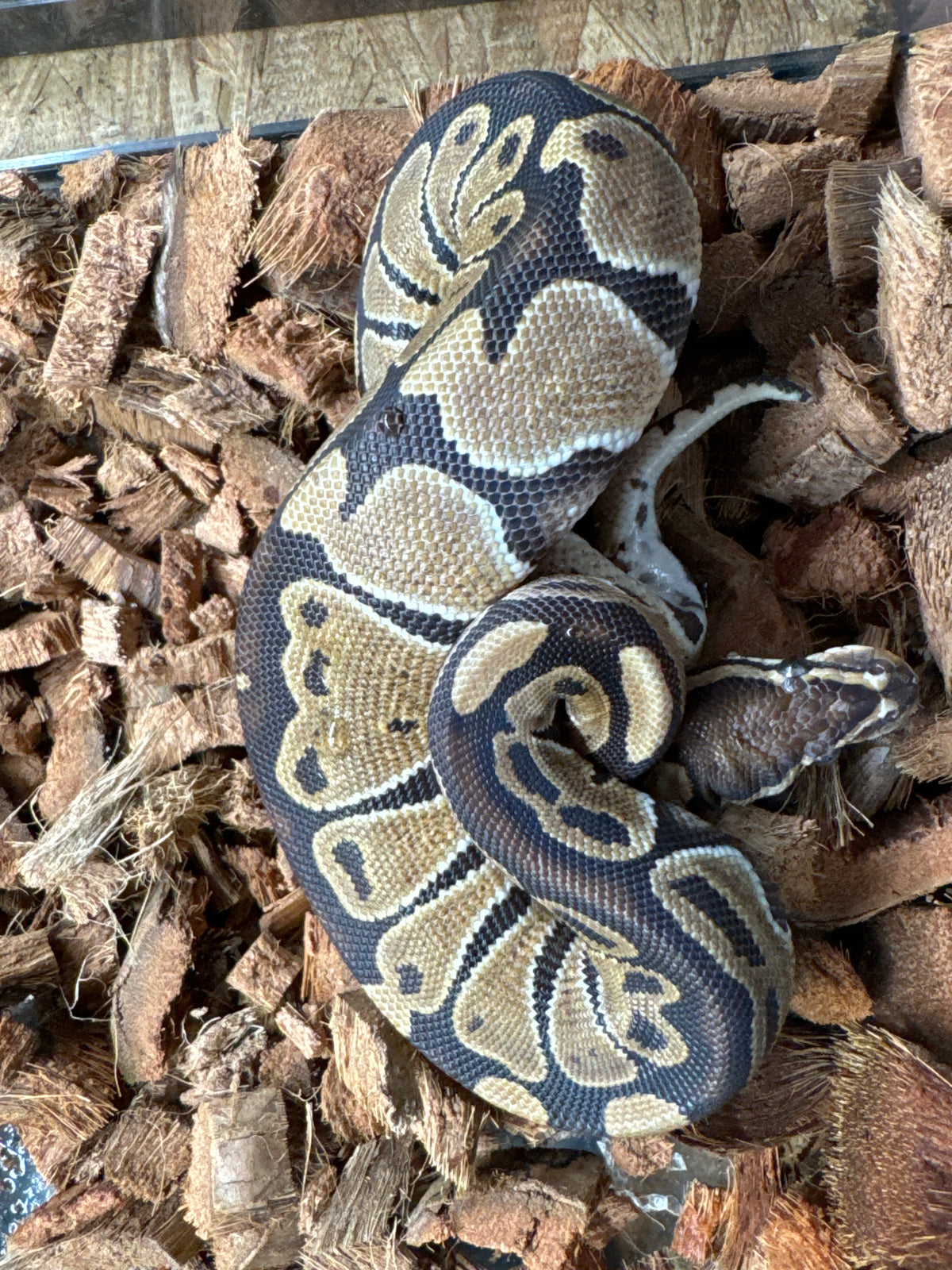 Ball Python