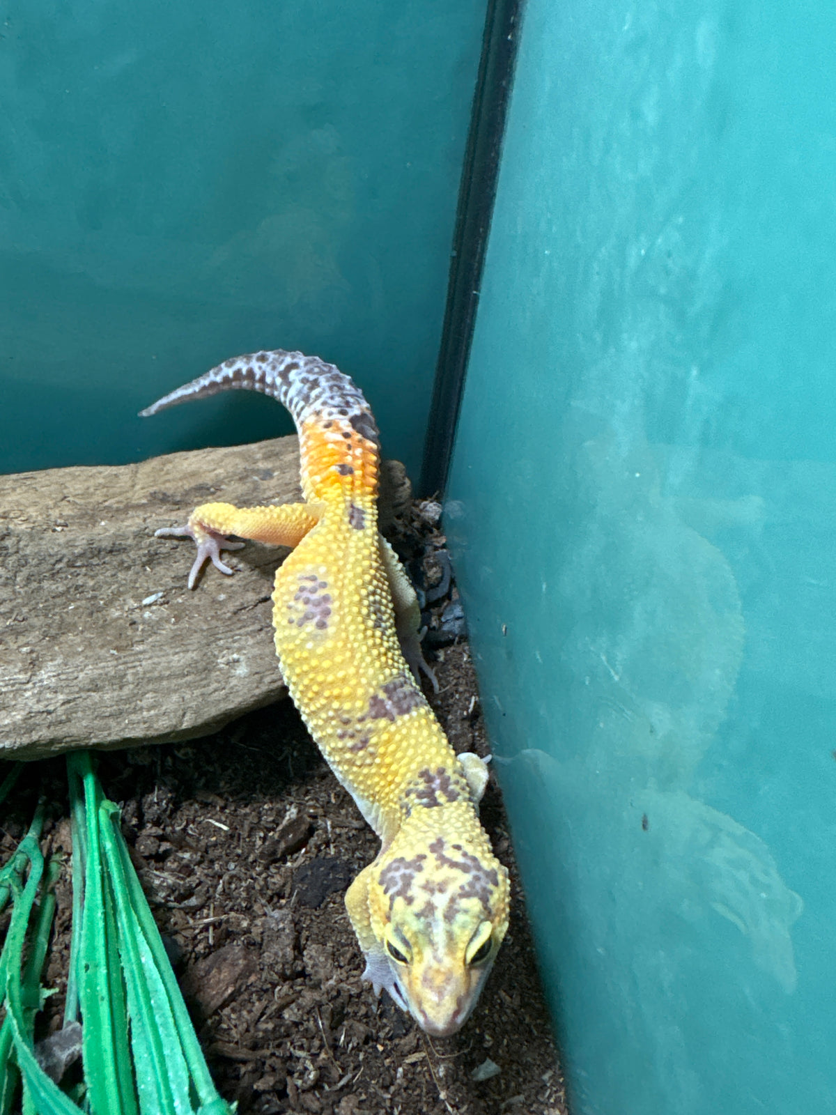 Albino Leopard Gecko