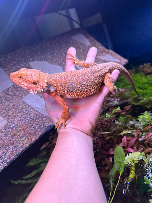 Red Bearded Dragon