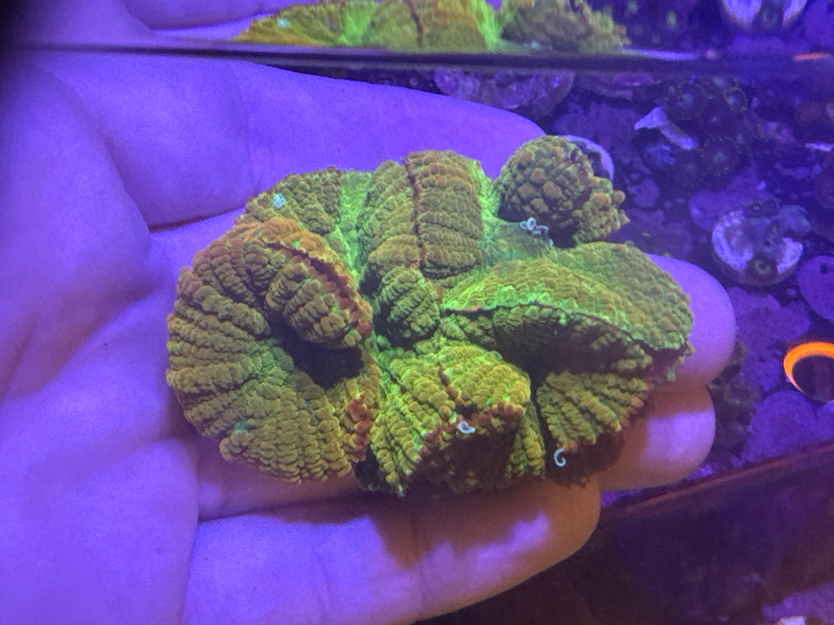 Tequila Sunrise Colony
