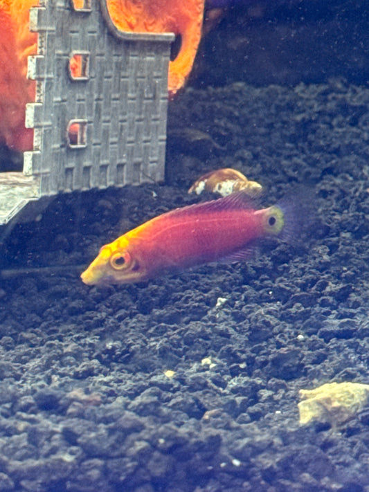 Five bar mystery wrasse