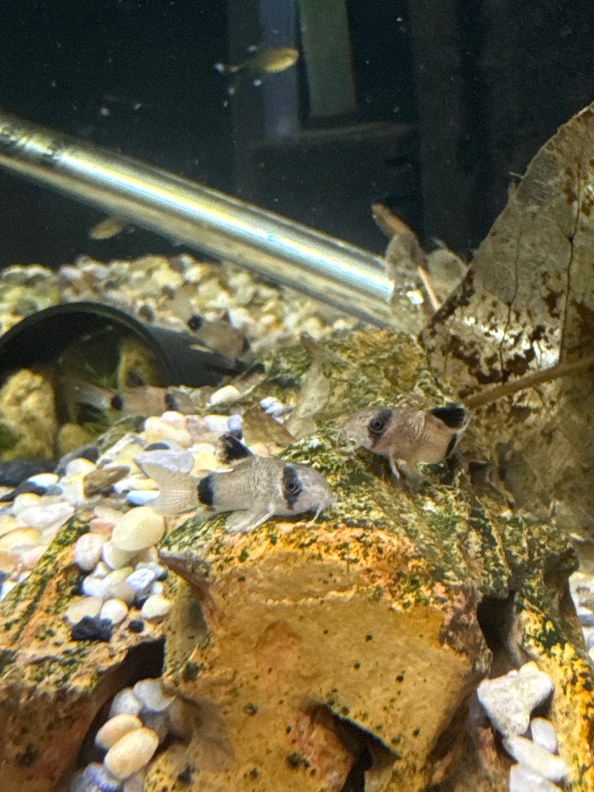 Panda Cory