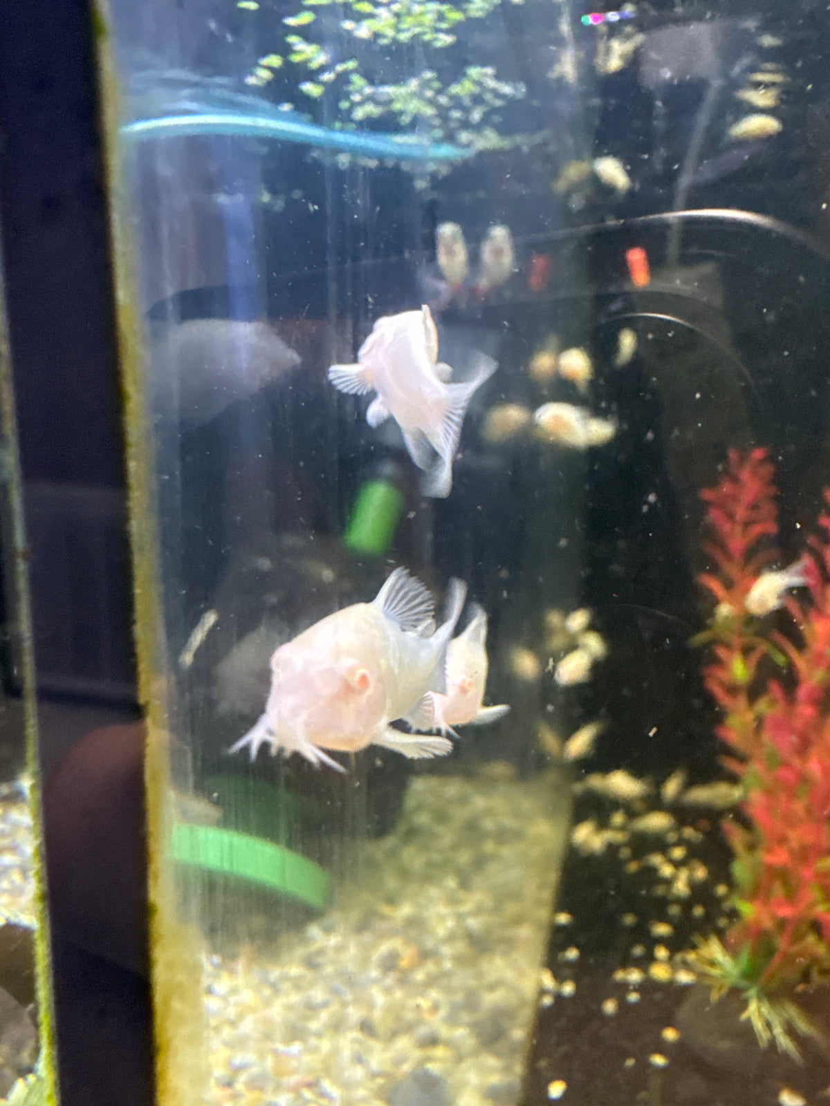 Albino Cory