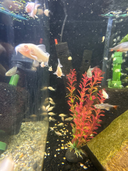 Albino Cory