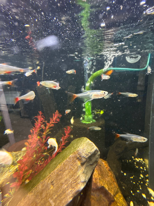 Bloodfin Tetra