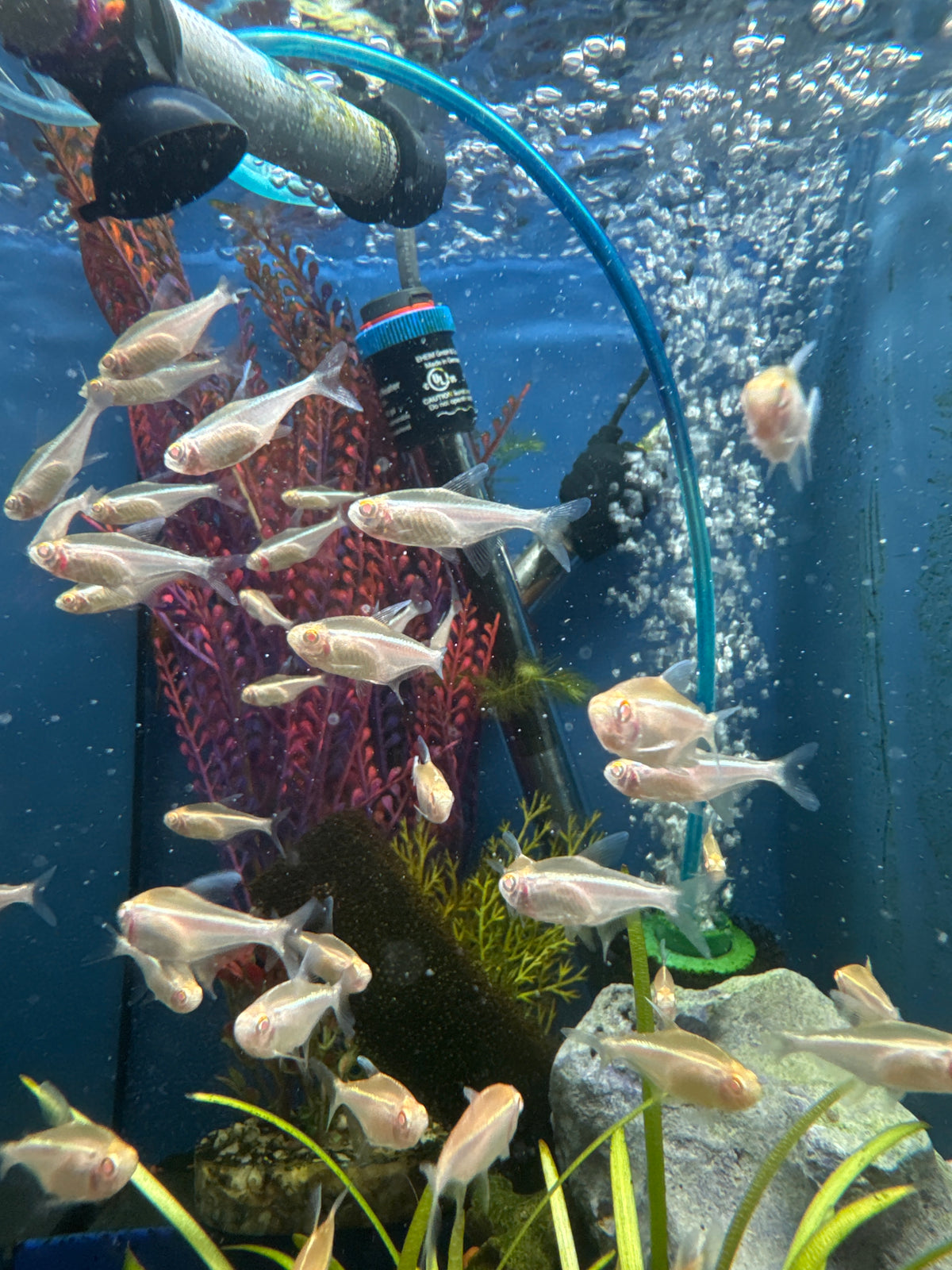 Gold Tetra