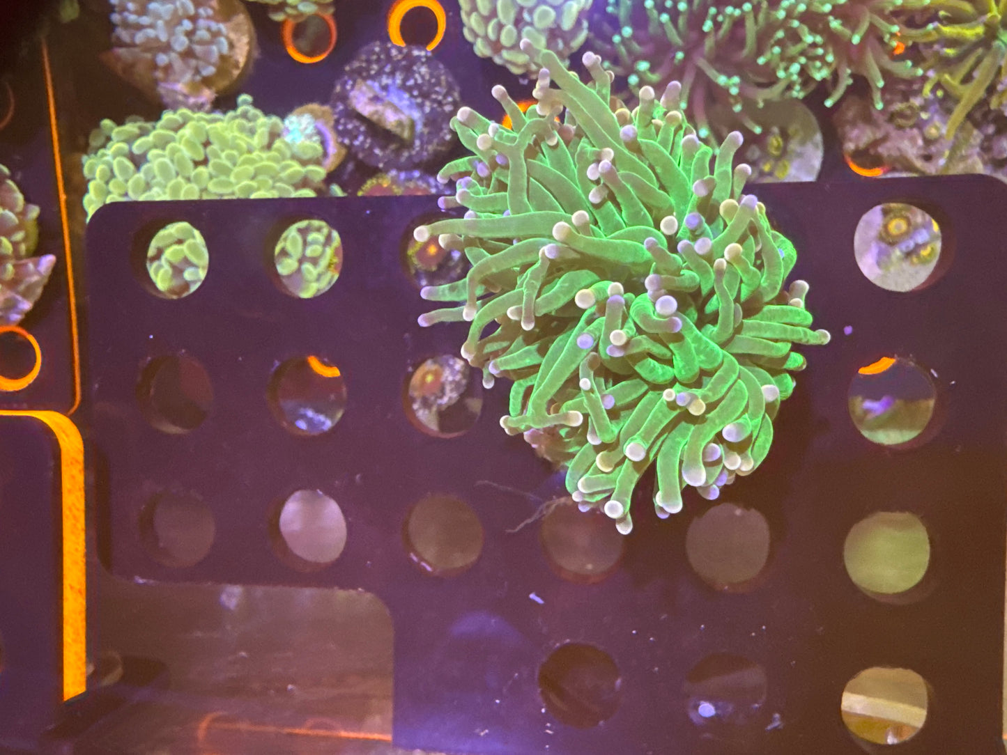 Cotton Candy Pink and Blue Splitting Head Torch