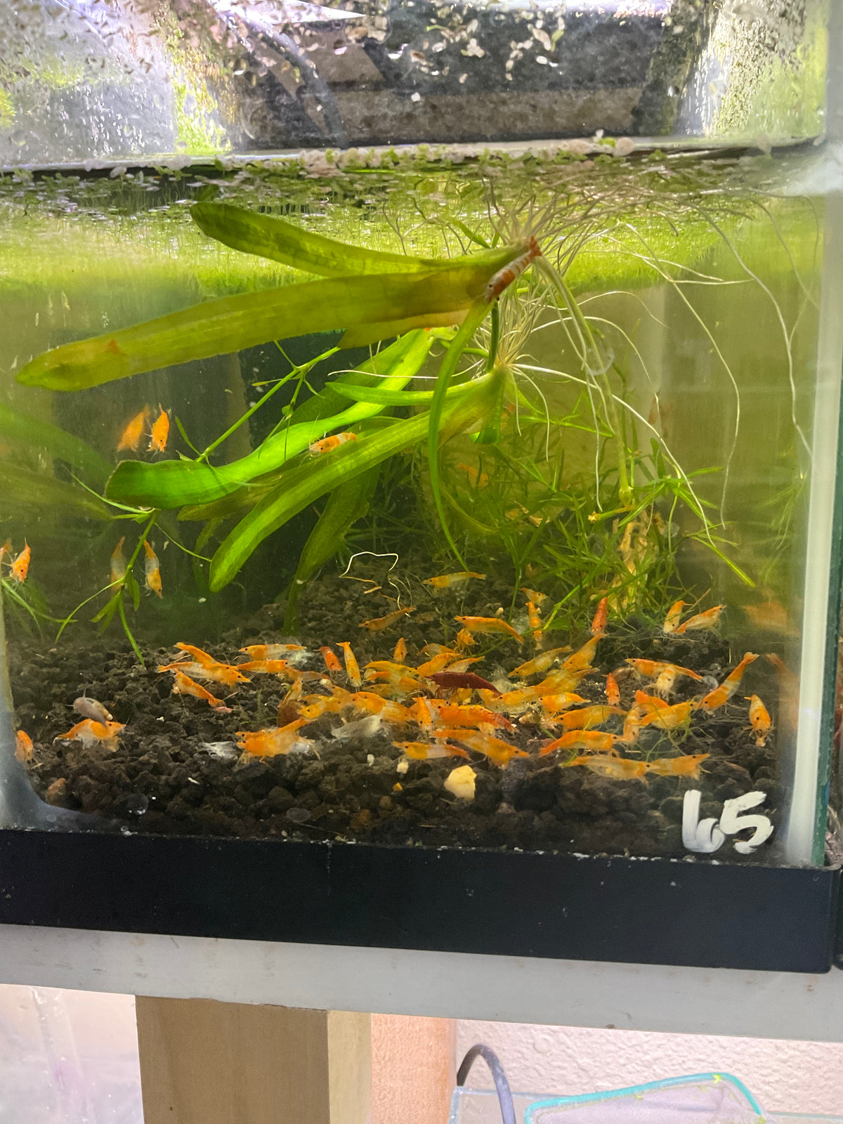 Orange Rilli Neocardinia shrimp