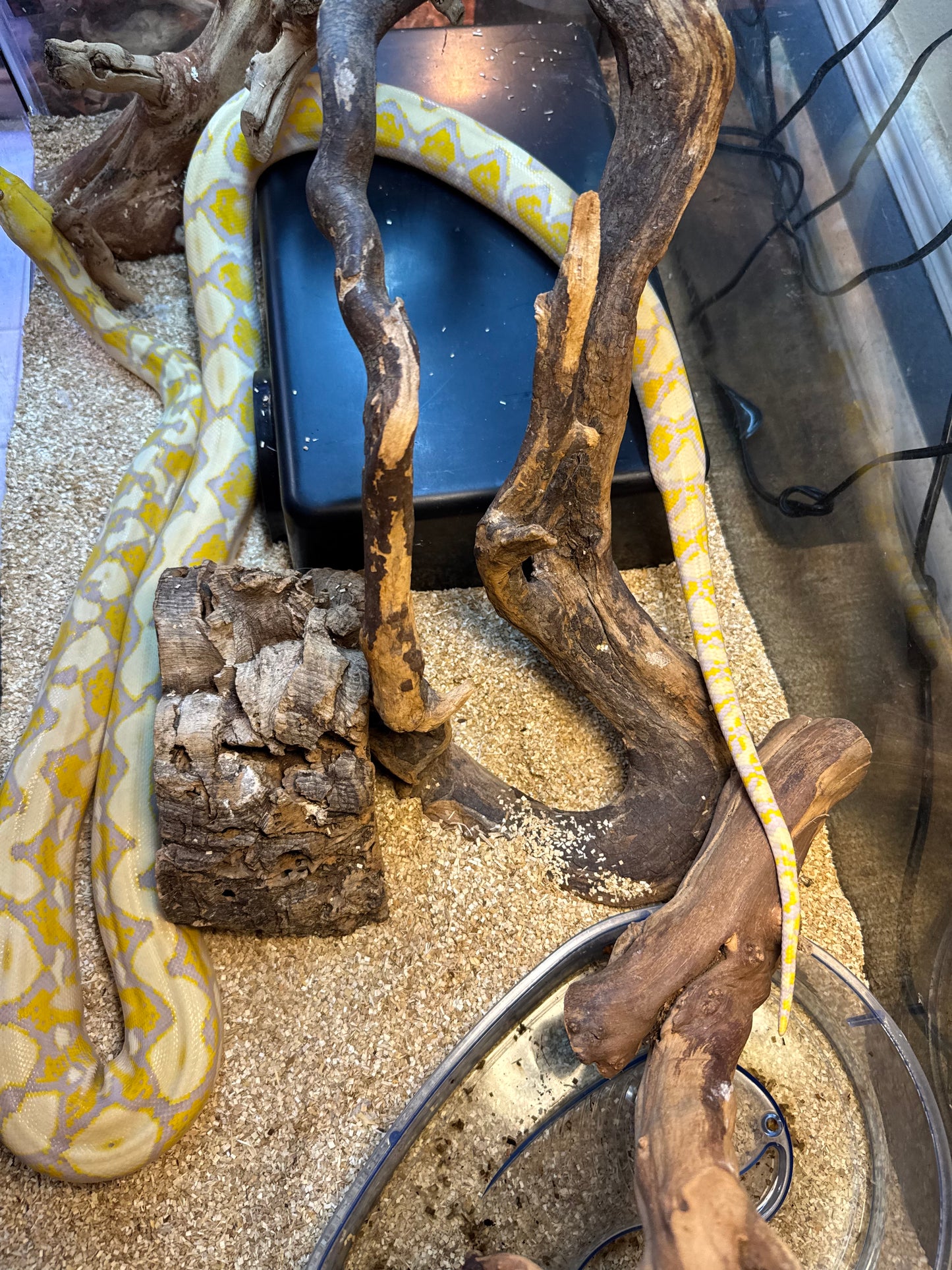 Lavender Retic Python