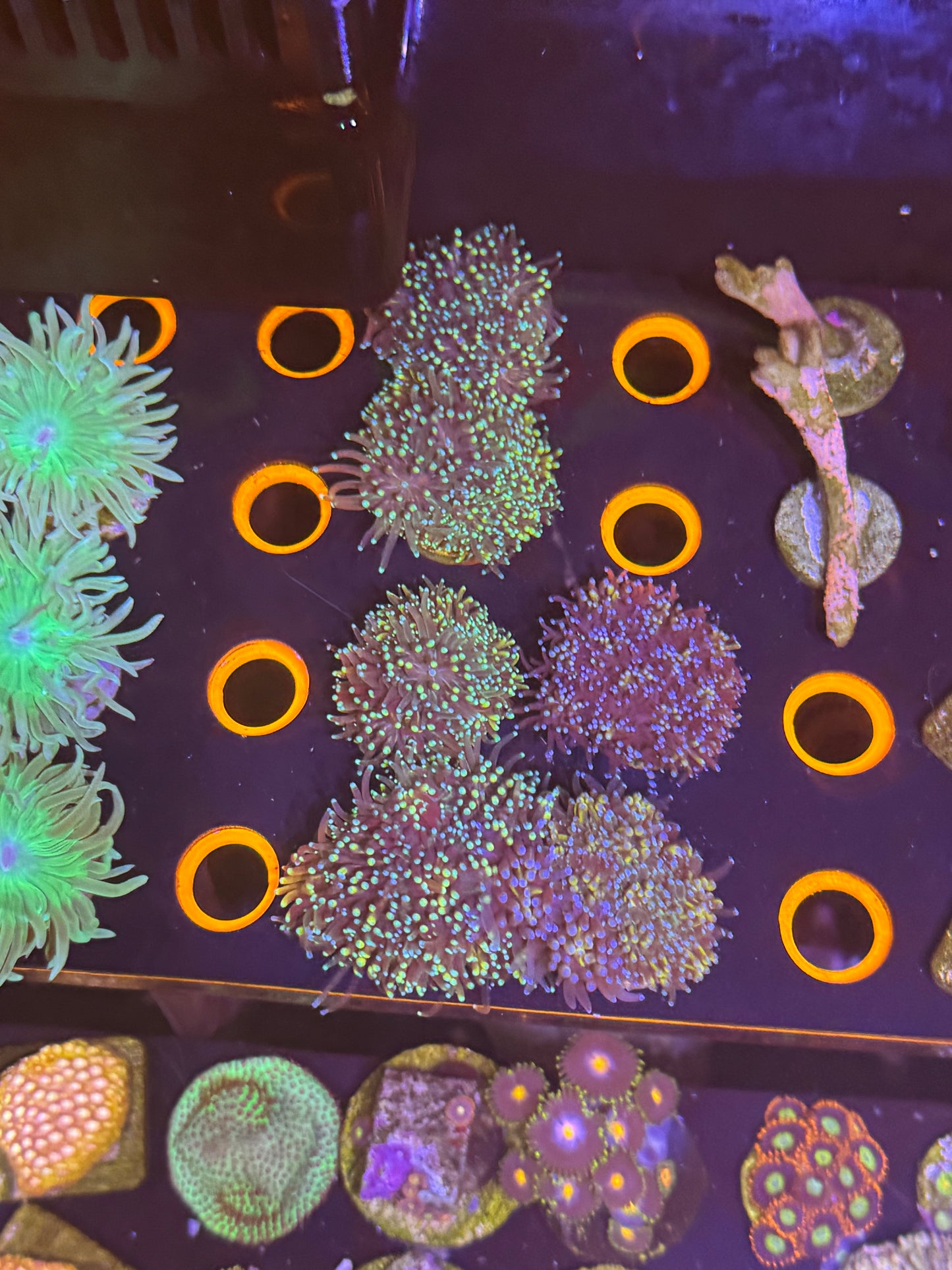 Galaxea Coral Frags