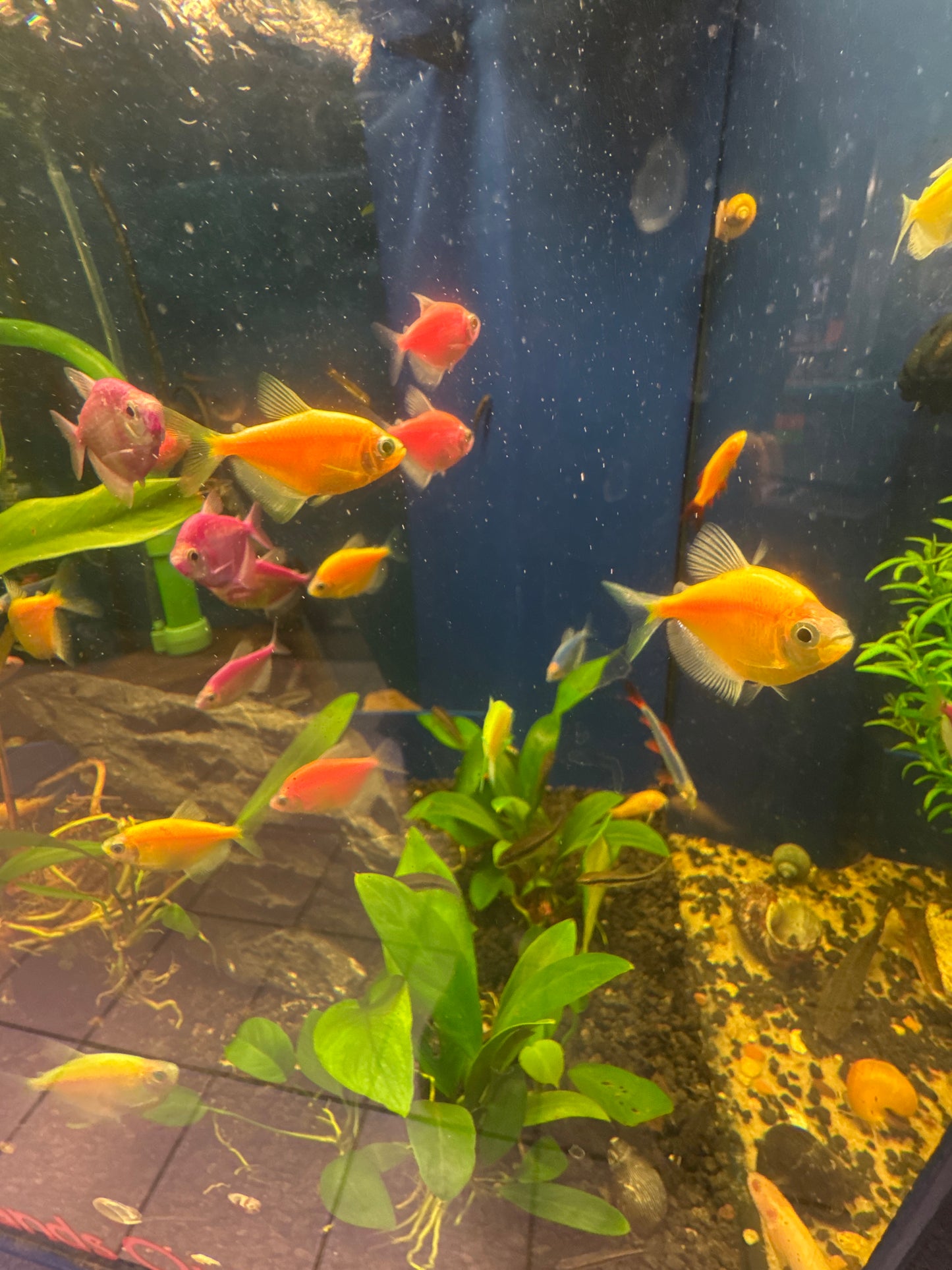 Glow Tetra