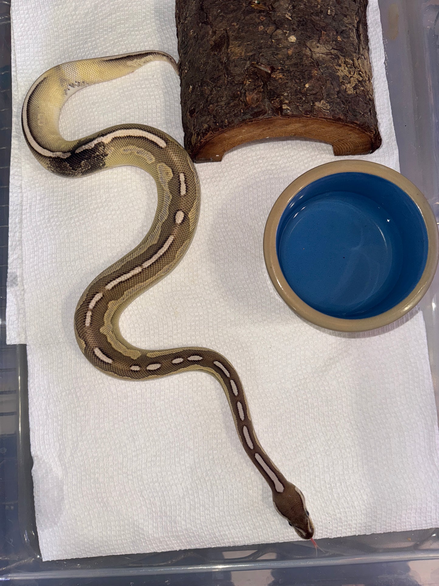 Cinnamon Lesser Paradox Female Ball Python