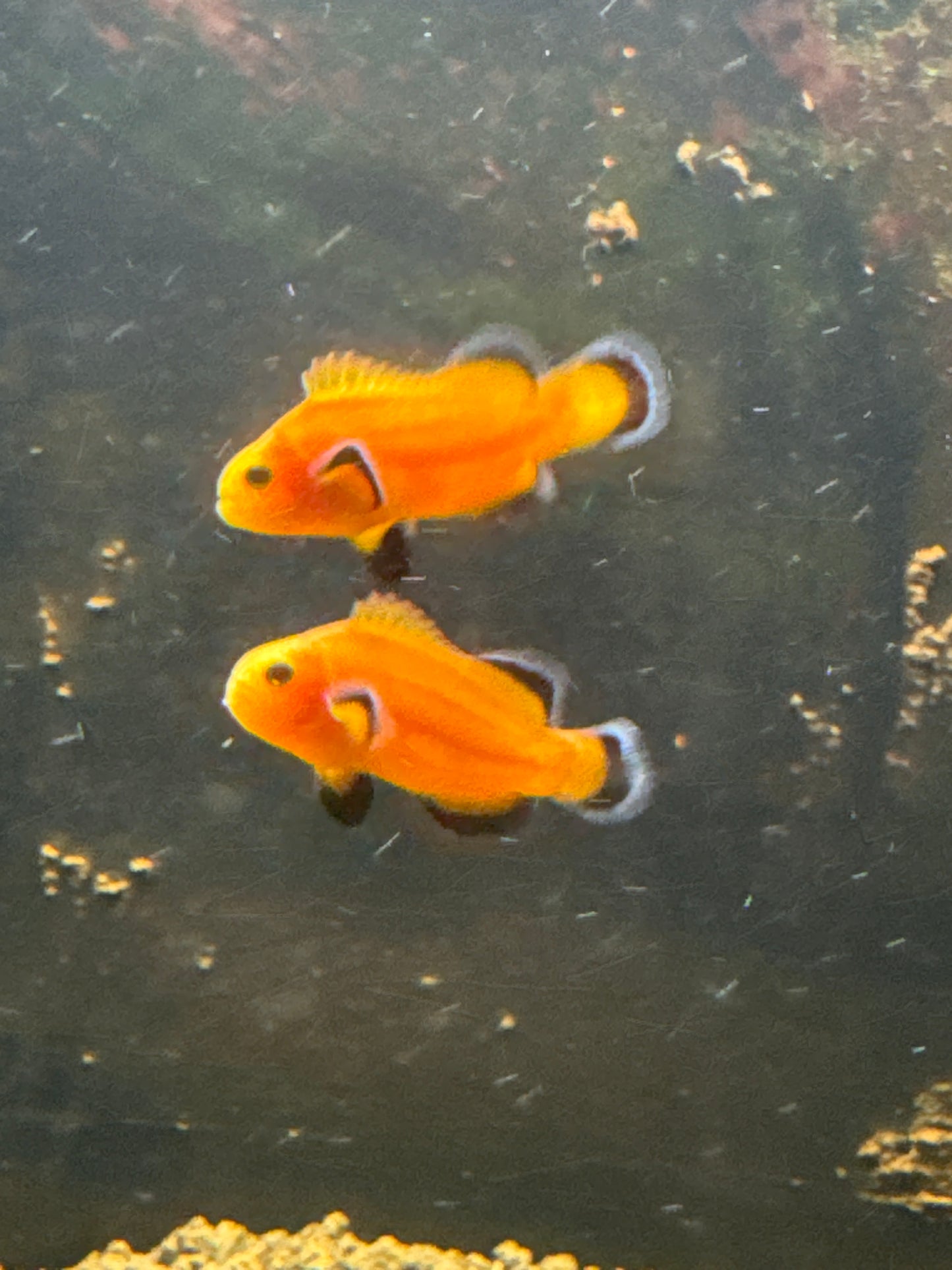 Maine Mochaccino Clownfish