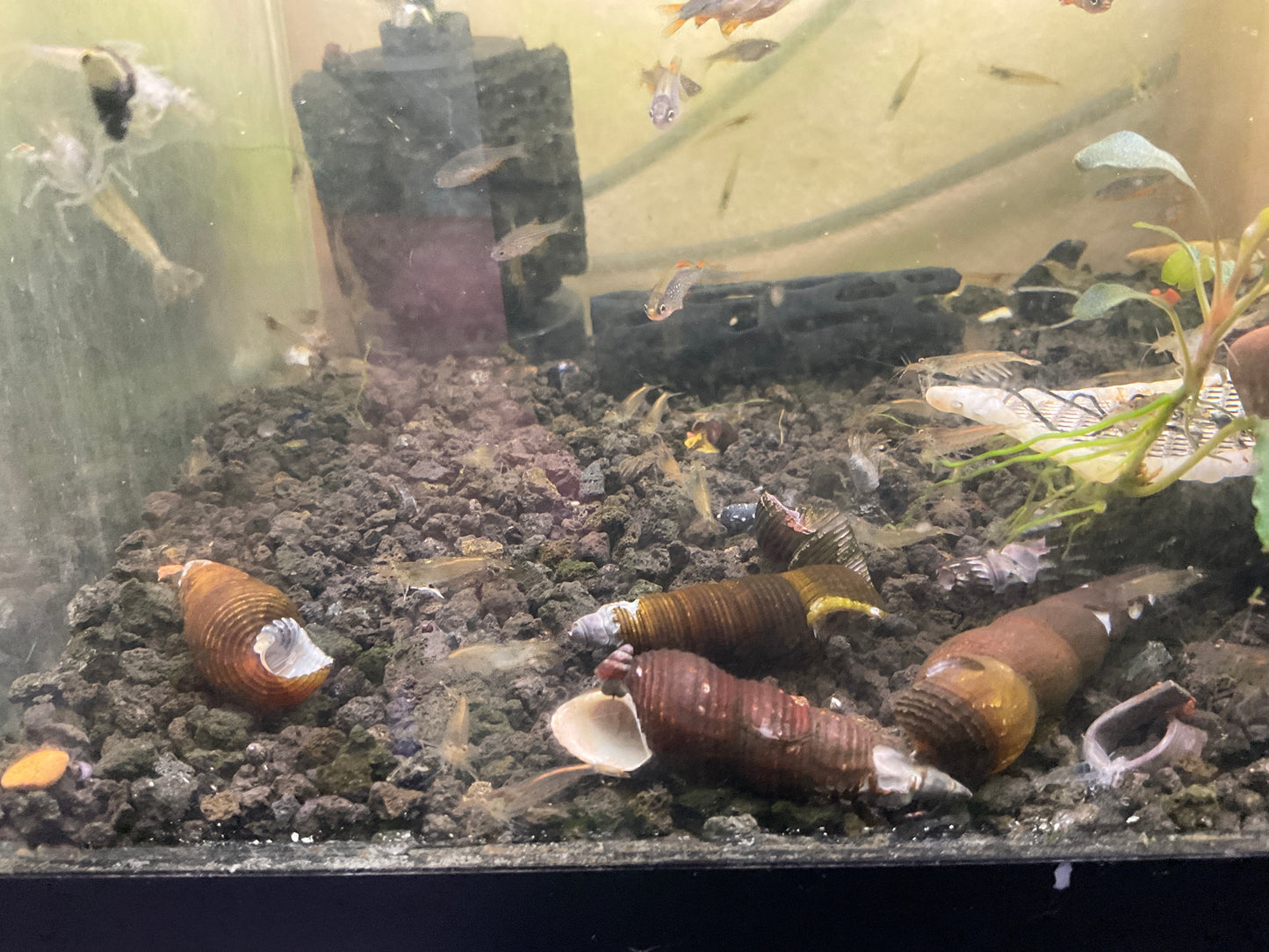 Ammano Shrimp