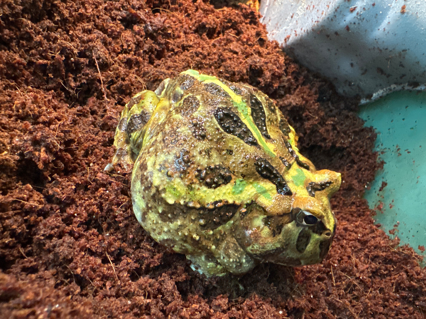 Large Camo Pac-Man frog