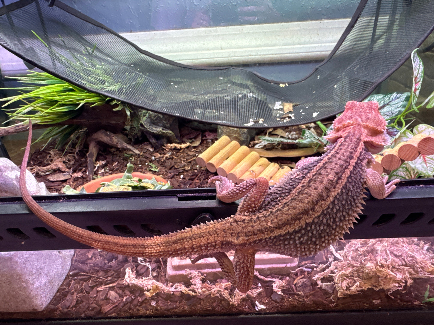 Paradox Bearded Dragon Female