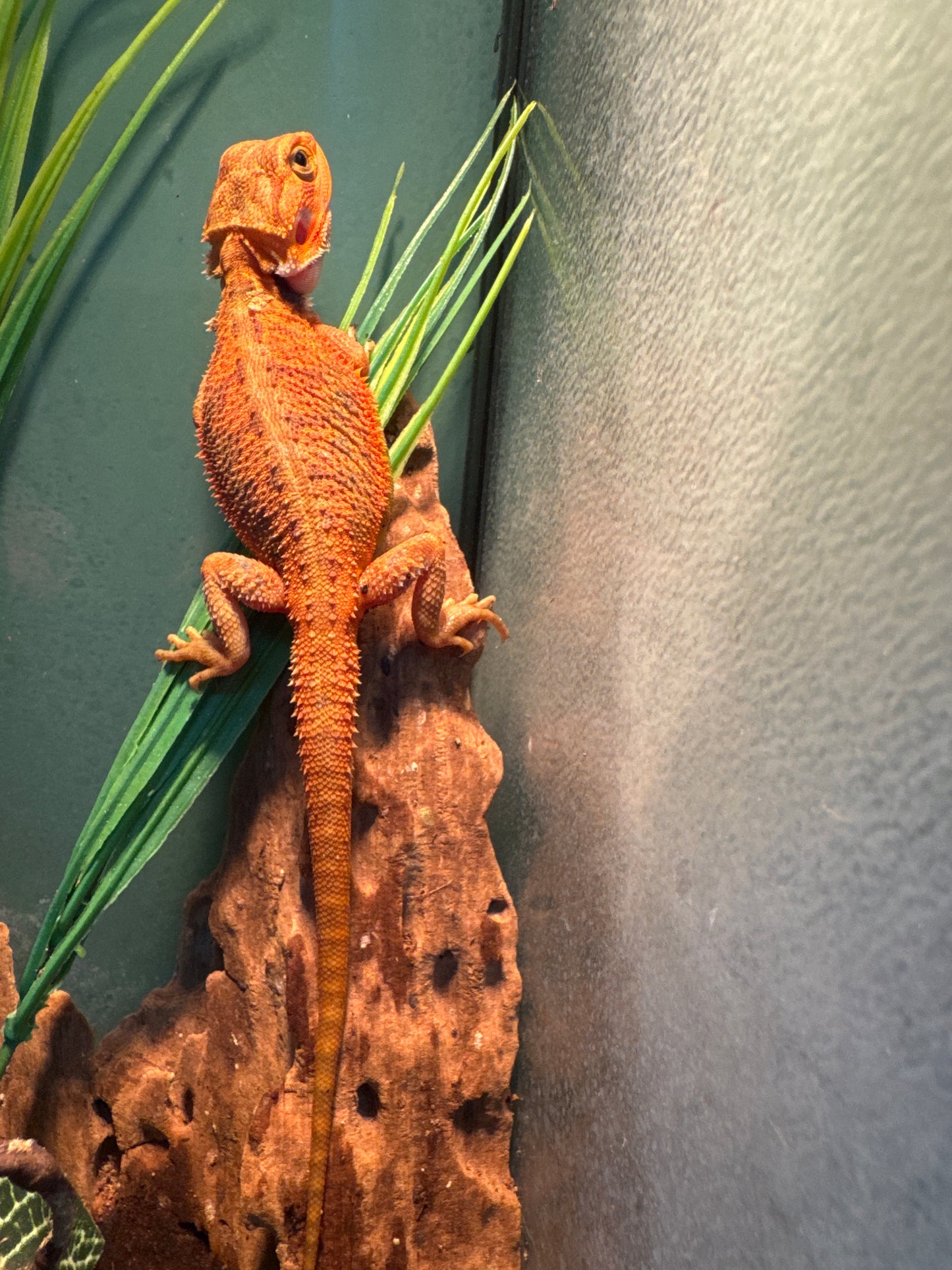Father Super Red Mother Citrus Hypo Male Bearded Dragon