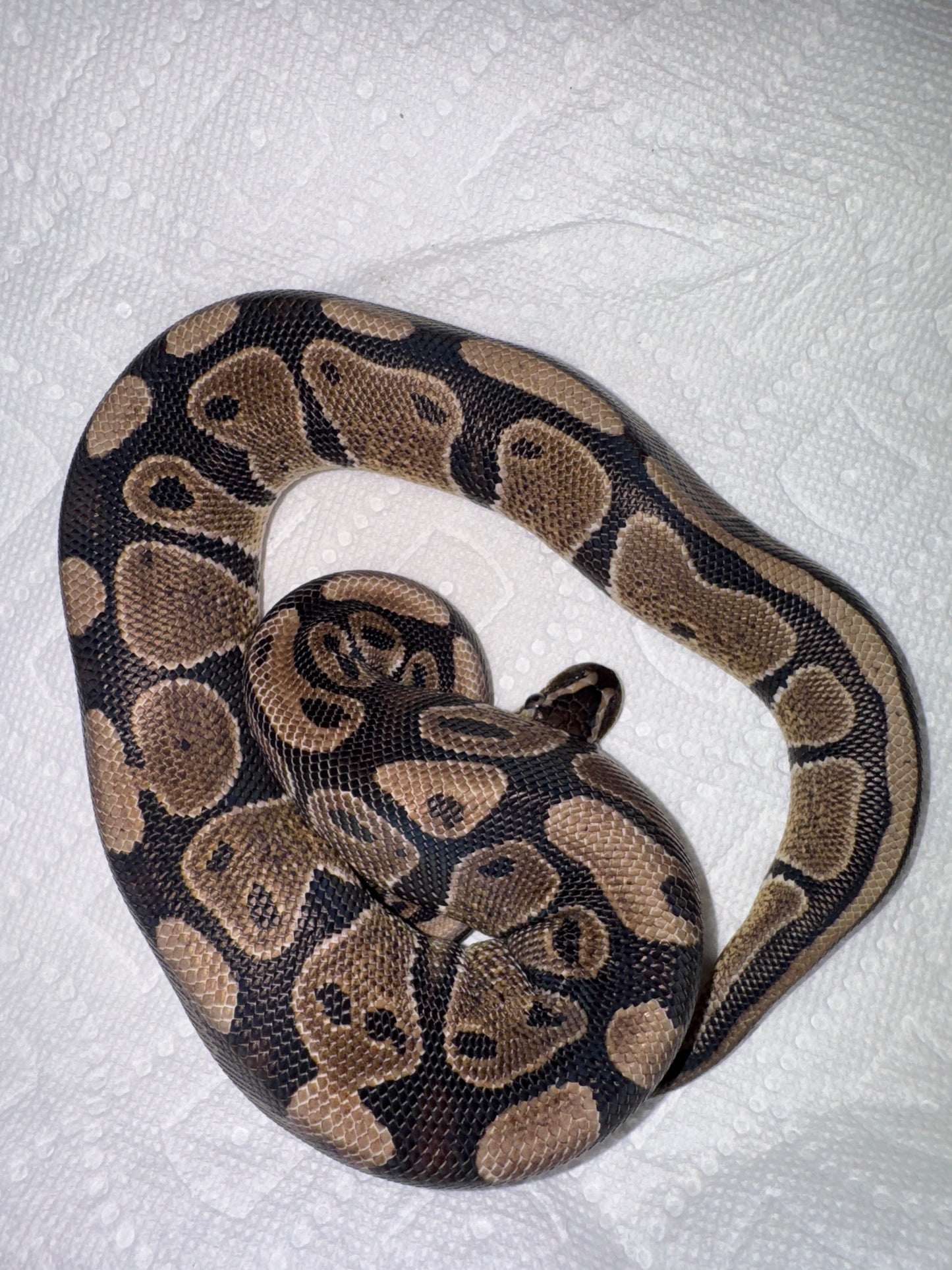 Normal Double her Clown and Hypo Ball Python Male