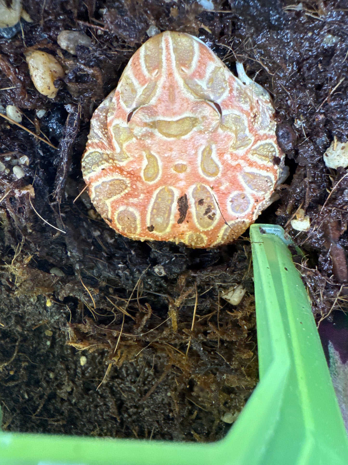 Strawberry Pac-Man Frog