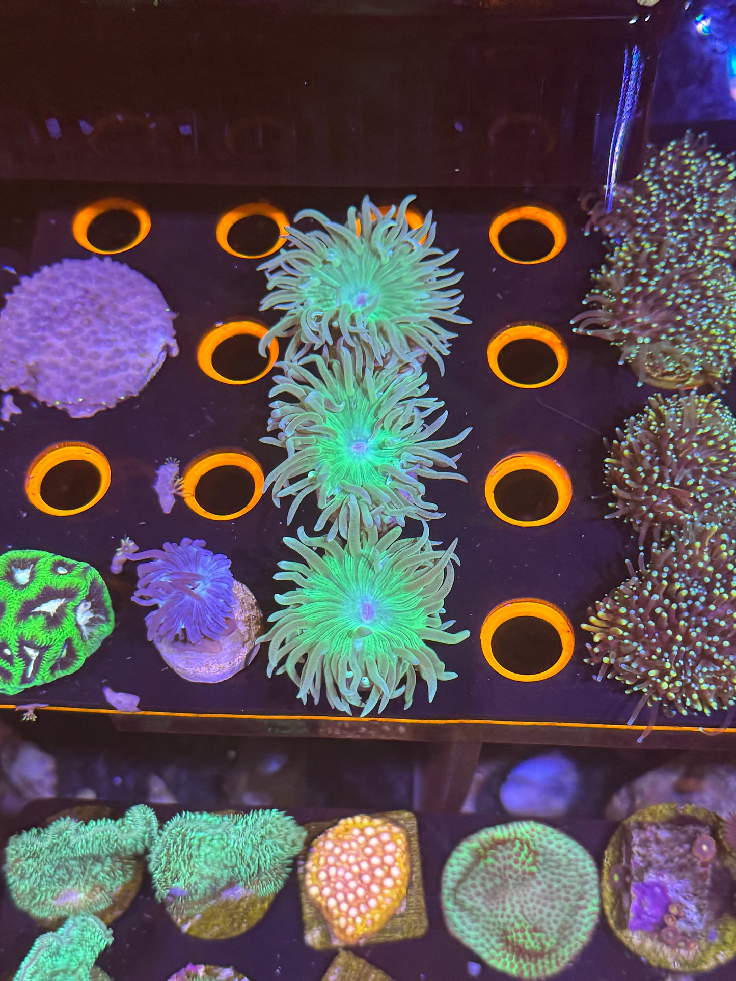 Assorted Single Duncan Frags