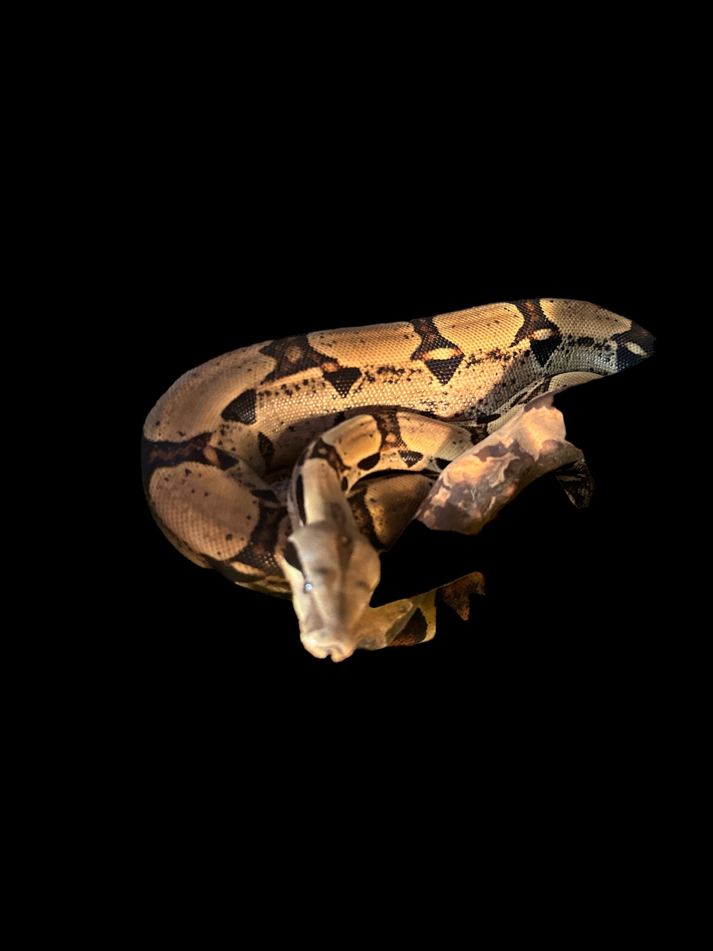 Colombian RedTail Hybrid Boa