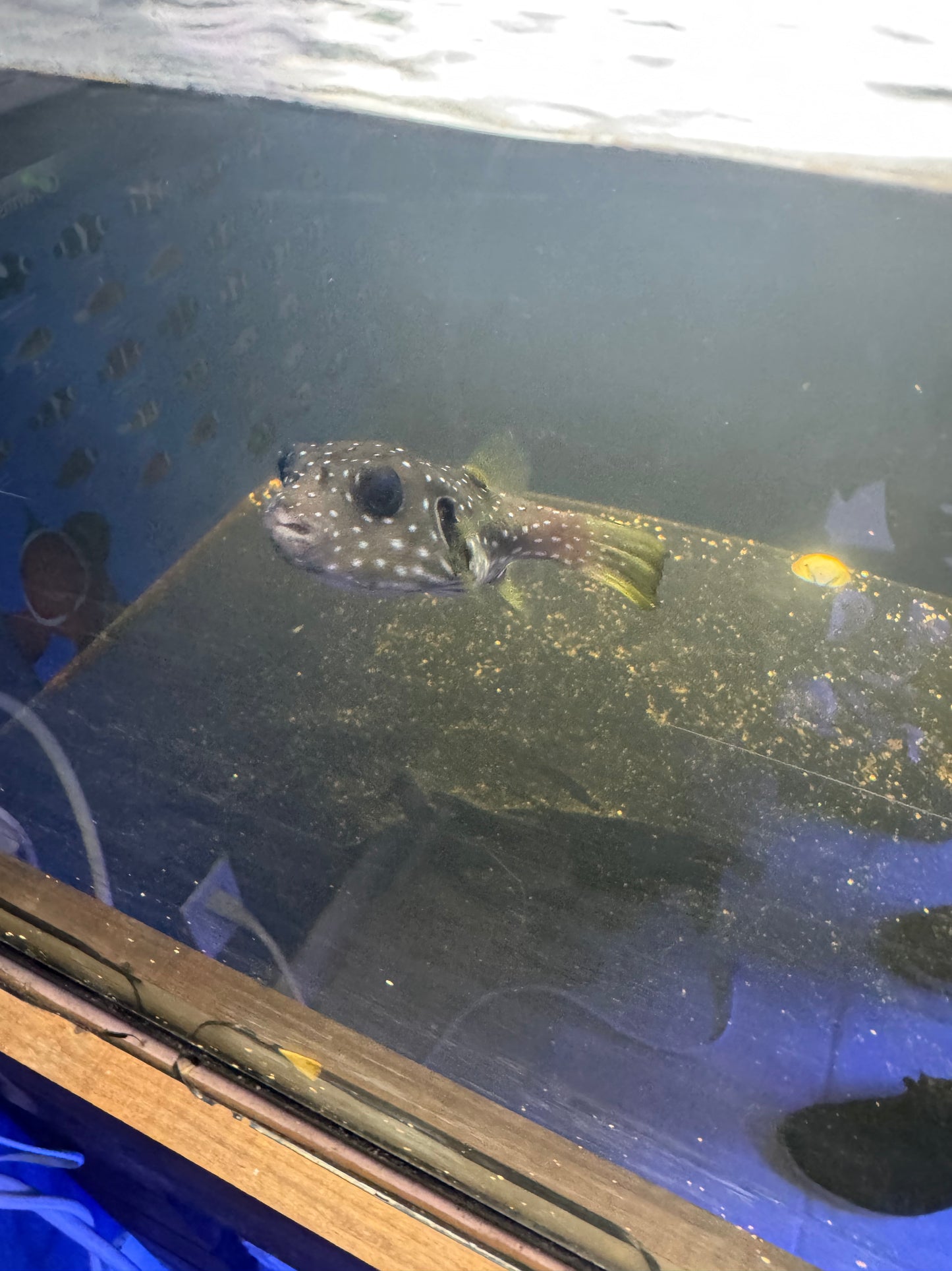 Star & Stripes Puffer