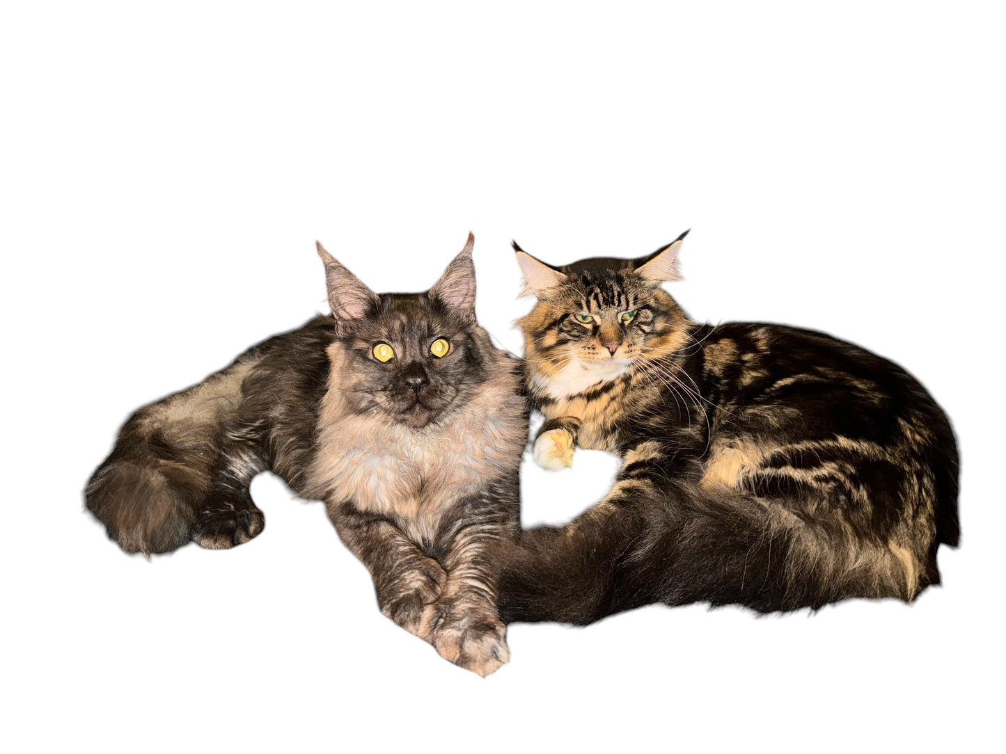 Russian Polydactyl Male Mainecoon with breeding rights