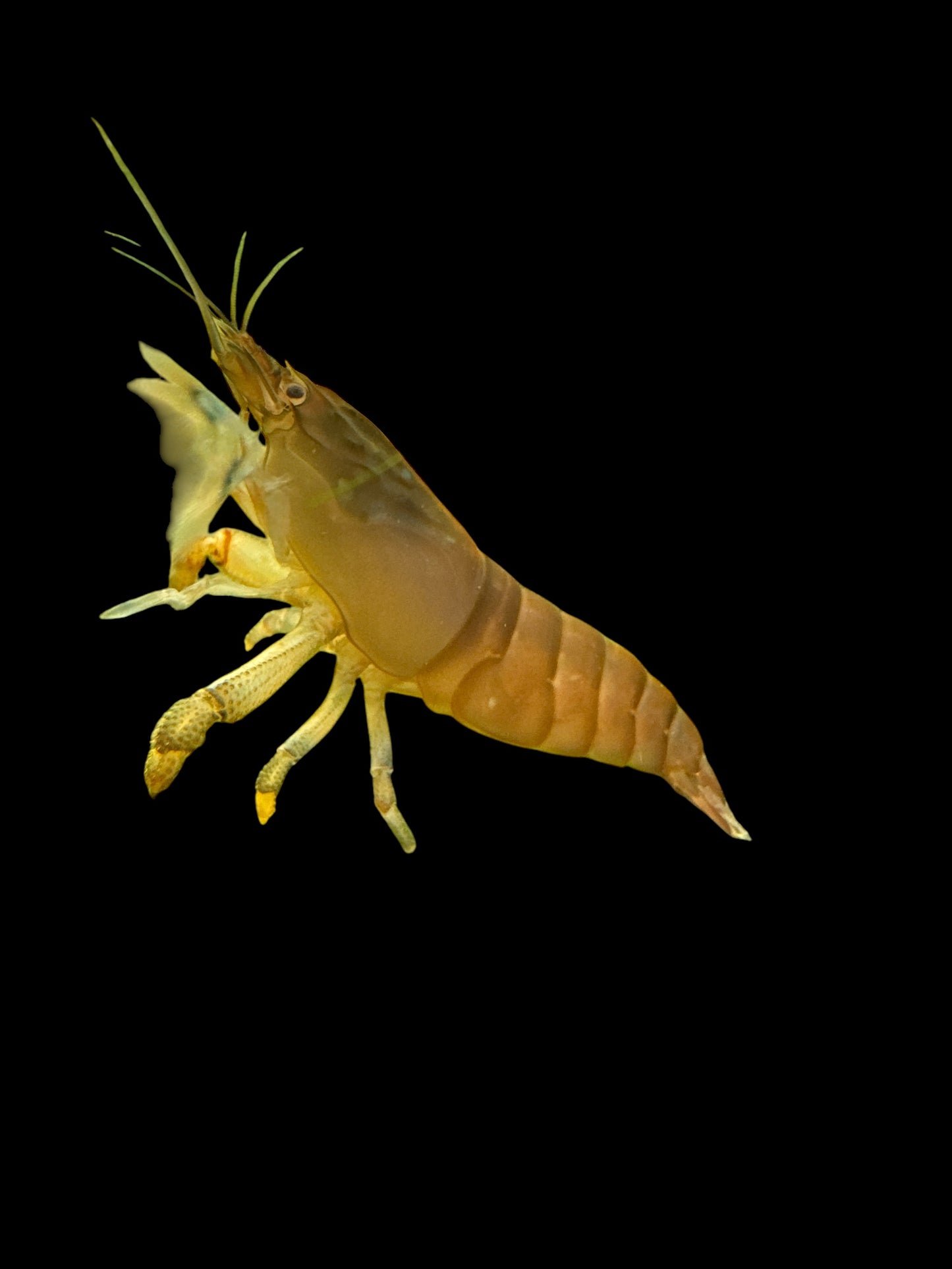 Vampire Shrimp