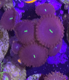 Red People Eaters zoanthid coral