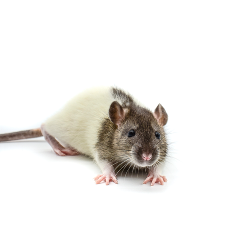 Representative photo of Frozen Feeder Rats
