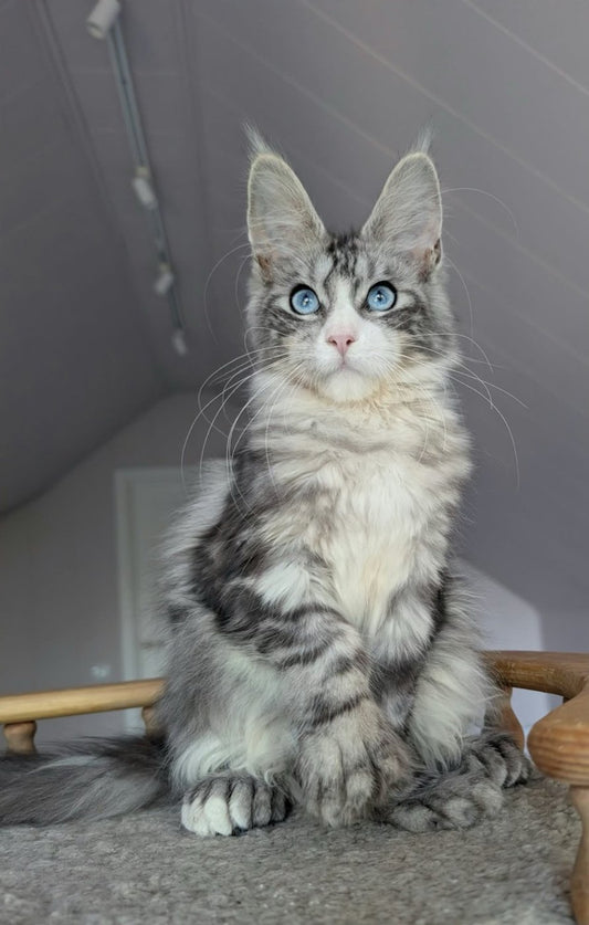 Maine Coon kitten, blue-eyed polydactyl girl