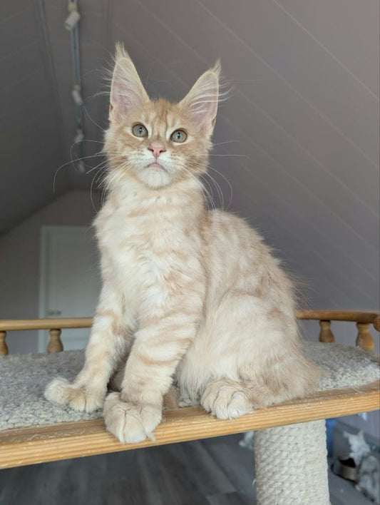 Maine Coon kitten, cream silver polydactyl boy