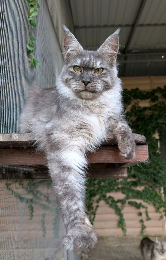 Maine Coon kitten, black smoke boy