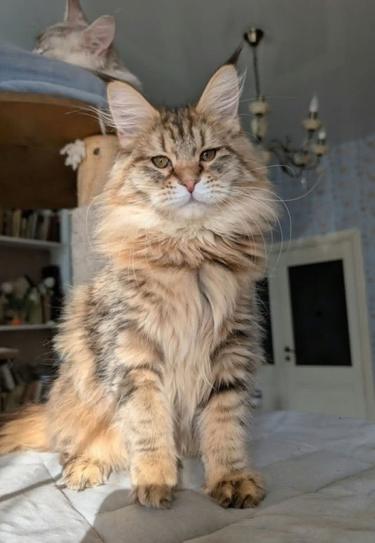 Maine Coon kitten, black golden boy