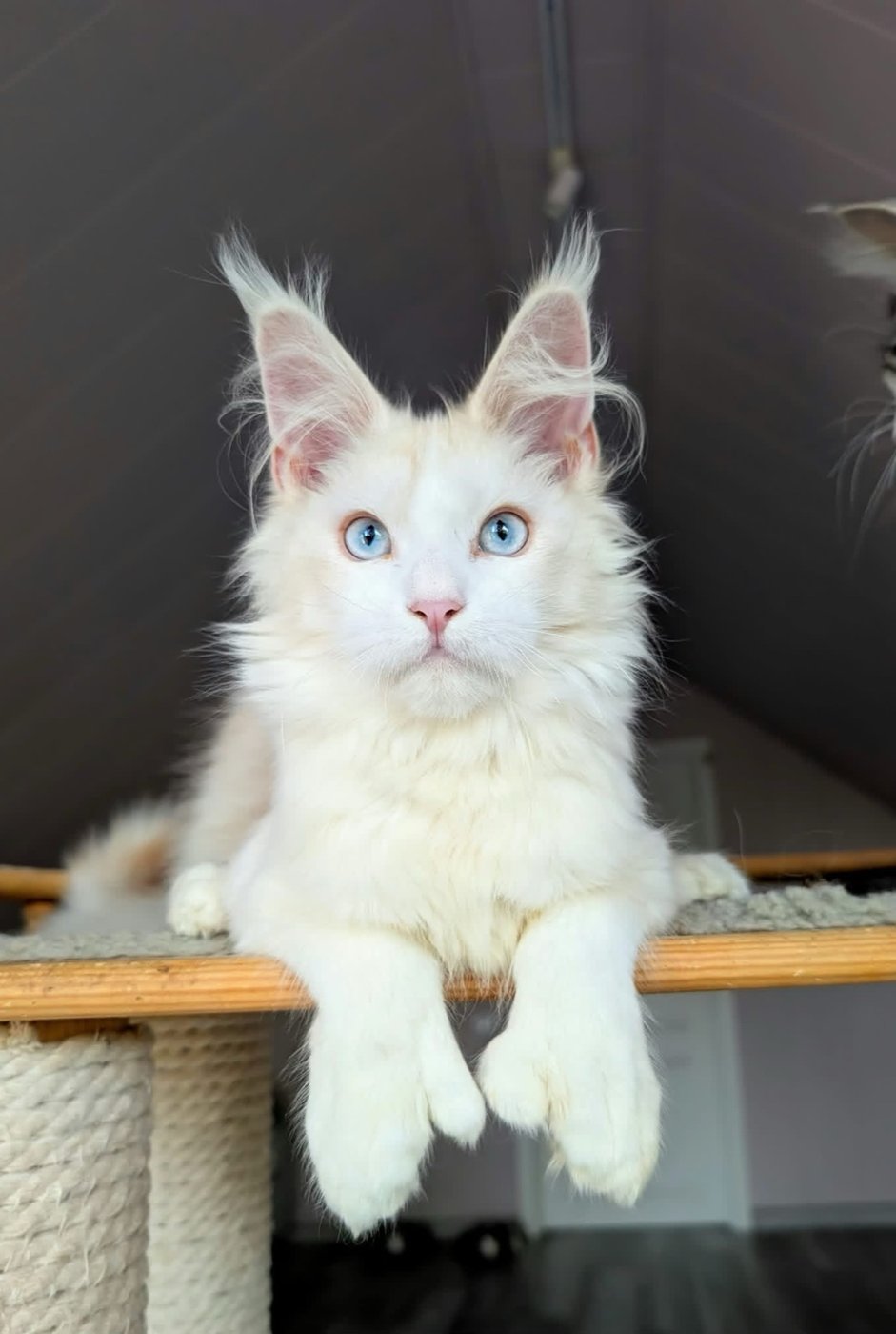 Maine Coon kitten, red shaded and white polydactyl boy