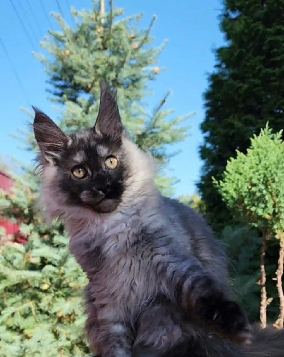 Maine Coon kitten, black smoke girl