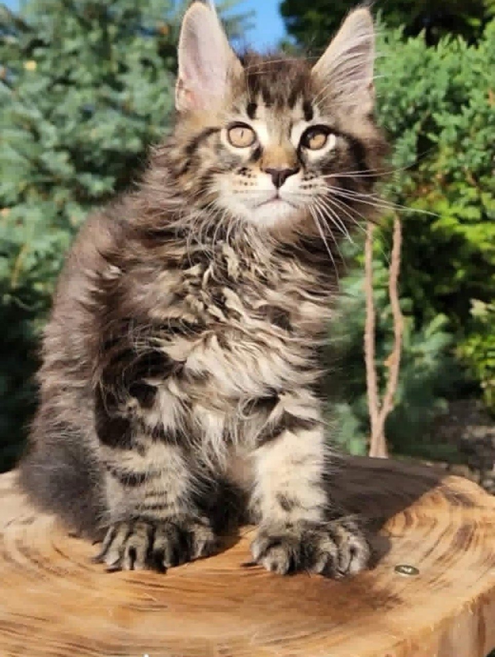 Maine Coon kitten, polydactyl brown tabby boy