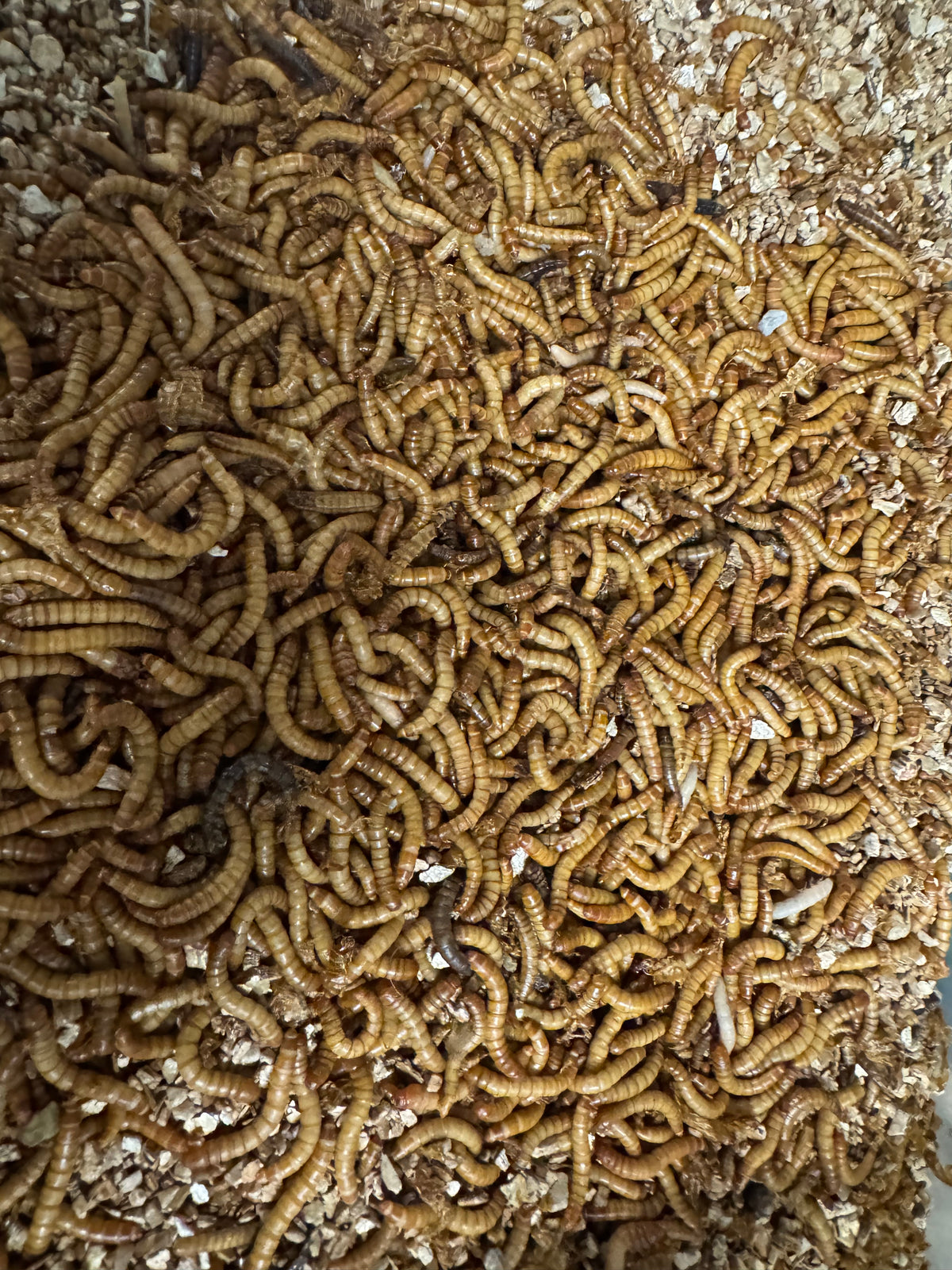 Mealworms feeder insects