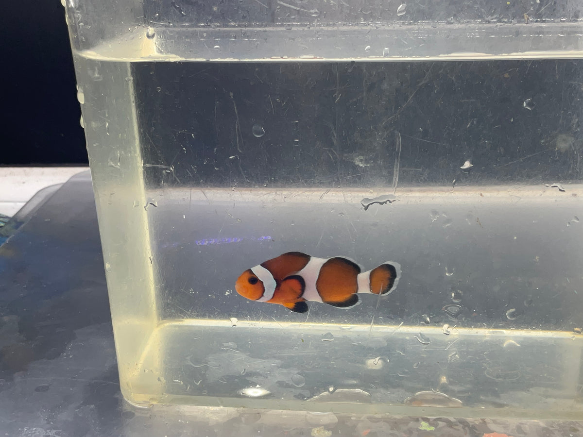 ocellaris clown
