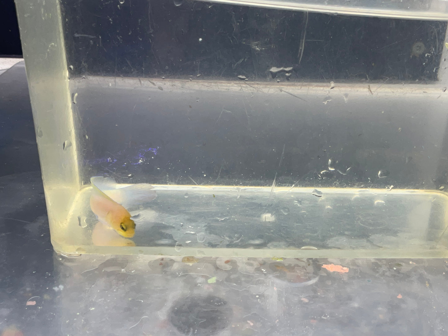 pearly jaw fish