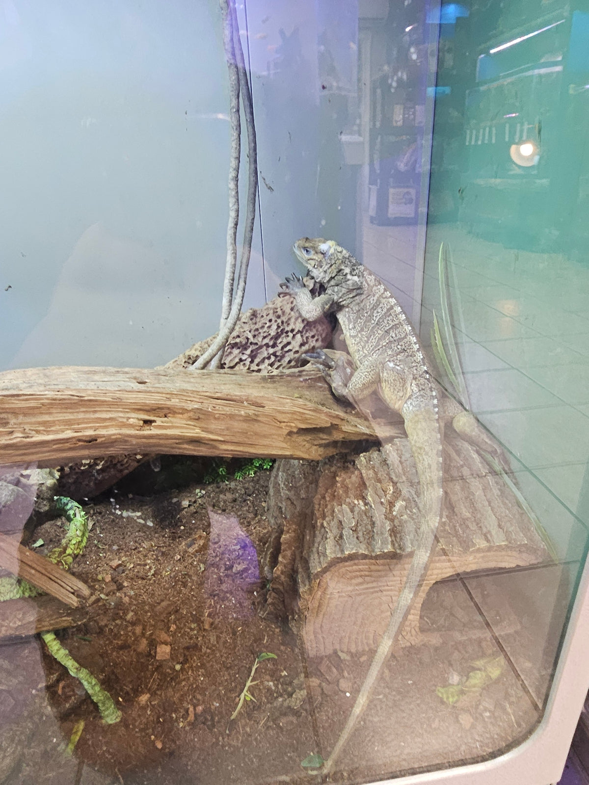 rhino iguana female "pistachio"
