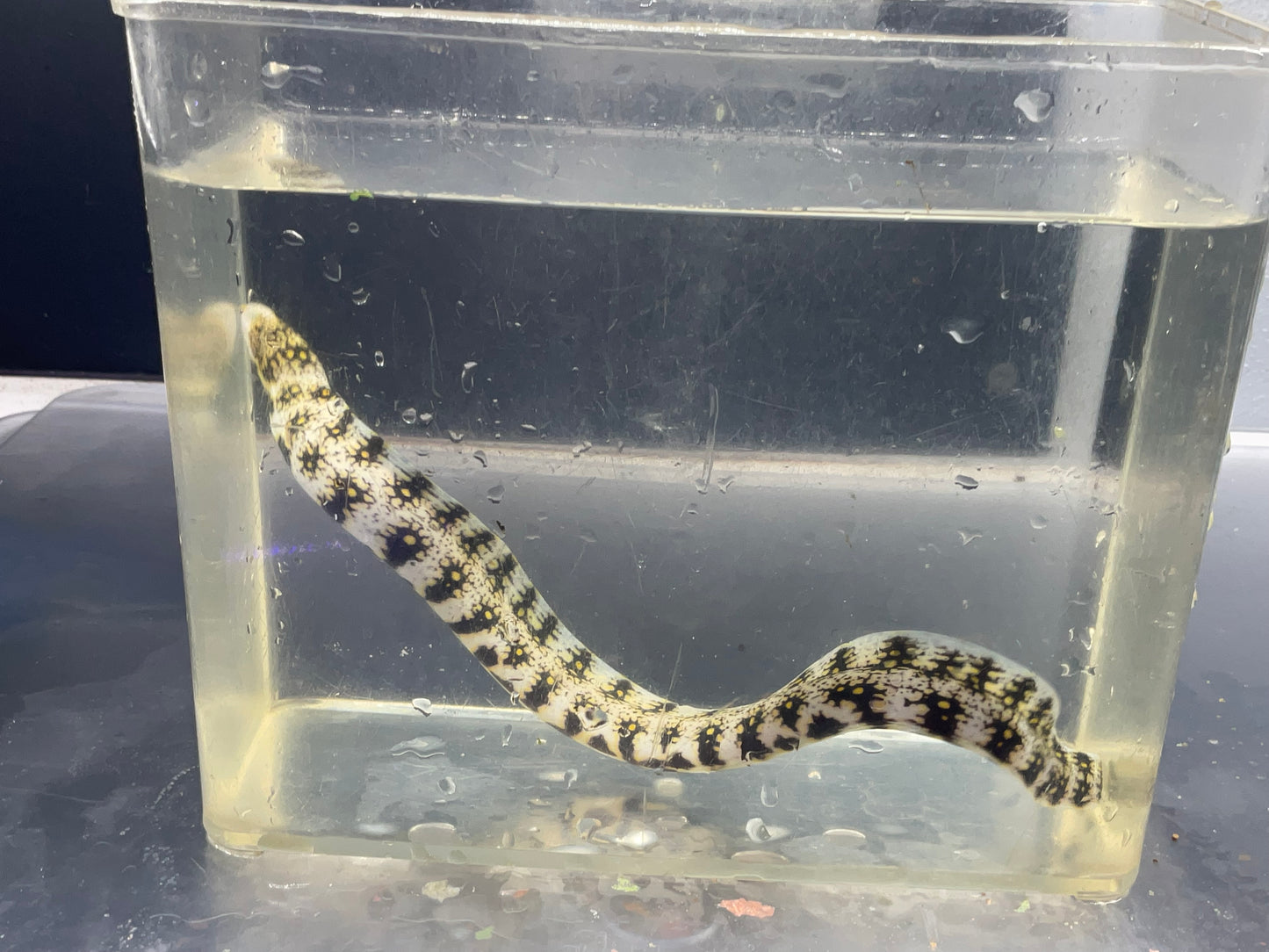 snow flake moray eel
