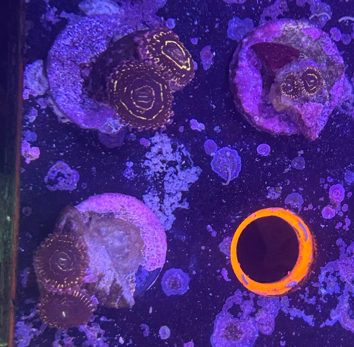 Stratosphere zoa